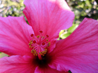 Fototapeta na wymiar Planta con flor roja llamada hibisco o hibiscus