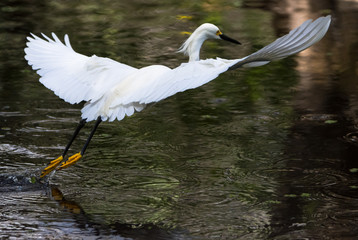 Snowy Egret