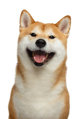 Cute Portrait of Smiling Shiba inu Dog on Isolated White Background, Front view - obrazy, fototapety, plakaty
