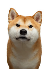 Portrait of Curious Shiba inu Dog on Isolated White Background, Front view