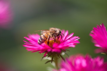 Biene auf einer Blüte