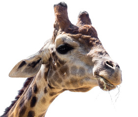 Obraz premium Portrait of a giraffe on a white background