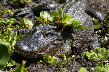 American Alligator