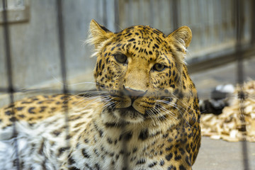 North-Chinese leopard portrait