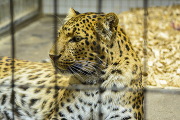 North-Chinese leopard portrait