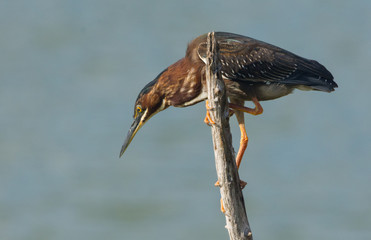 Green Heron