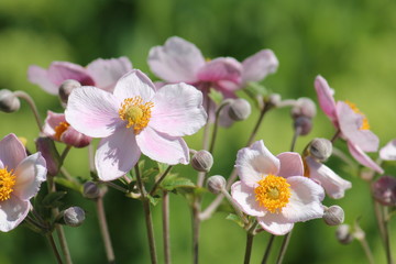 Pink flowers of Japanese anemone (Anemone hybrida) on flowerbed