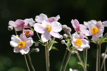 Obraz premium Pink flowers of Japanese anemone (Anemone hybrida) on flowerbed