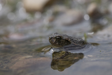 common frog