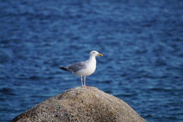 Goéland 