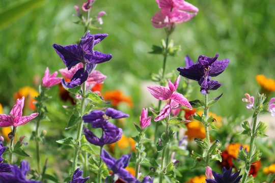 Blue and pink Salvia Horminum on green flowerbed