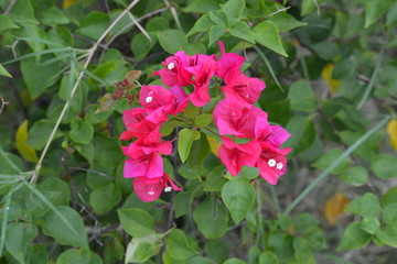 Pink Bougainvillea