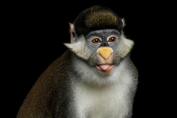 Portrait of Red tail monkey, or Schmidt's guenon Cercopithecus ascanius ape Isolated on Black Background