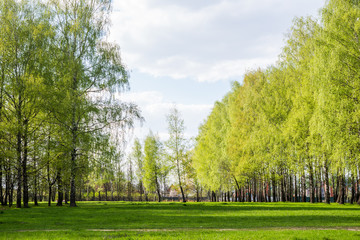 Fototapeta na wymiar Spring. Birch trees in park
