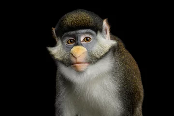Crédence de cuisine en verre imprimé Singe Portrait of Red tail monkey, or Schmidt's guenon Cercopithecus ascanius ape Isolated on Black Background