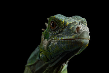 Close-up Head of Reptile, Young Green Iguana isolated on black background