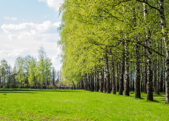 Obraz premium Spring. Birch trees in park