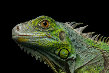 Fototapeta premium Zakończenie głowa gad, potomstwo Zielona iguana odizolowywająca na czarnym tle