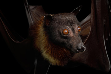 Close-up Portrait of Flying fox or Fruit Bat isolated on Black Background
