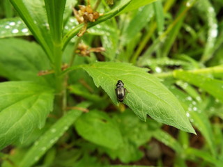 マルガタゴミムシ属 caraboidea