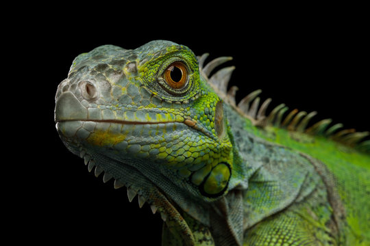 Close-up Head of Reptile, Young Green Iguana isolated on black background
