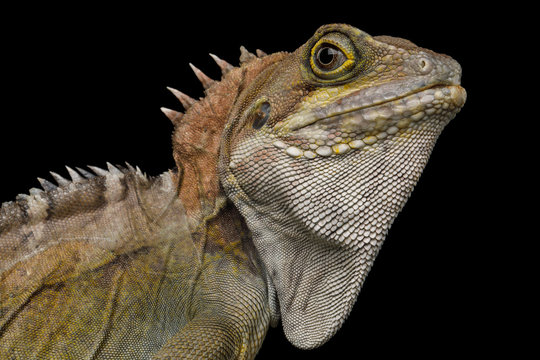 Close-up Water dragon, Physignathus coconcinus isolated on Black Background