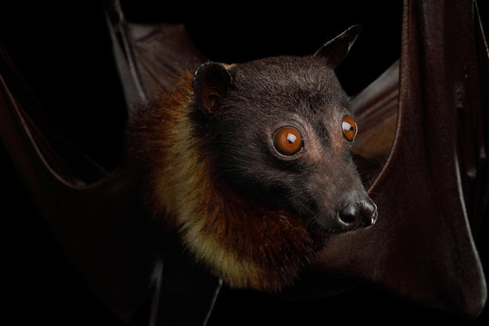 Close-up Portrait Of Flying Fox Or Fruit Bat Isolated On Black Background