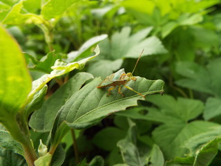 ヒメハサミツノカメムシ stink bug