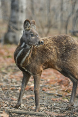 Siberian musk deer hoofed animal rare pair