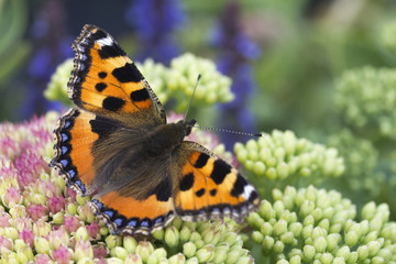 Fototapeta na wymiar Small Tortoiseshell Butterfly (Aglais urticae)