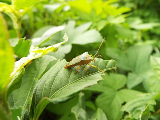 ヒメハサミツノカメムシ stink bug