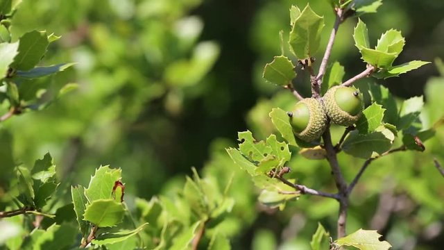 Quercus coccifera (kermes oak) wild plant in nature