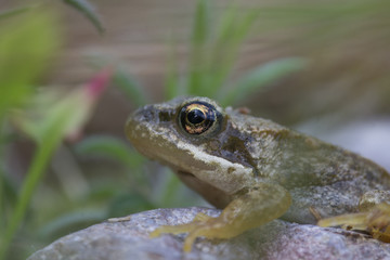 common frog