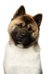 Close-up Portrait of American Akita Dog Breed on isolated White background, front view