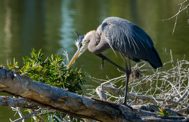 Great Blue Heron