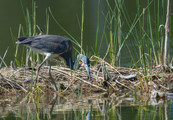 Naklejka premium Tricolored Heron