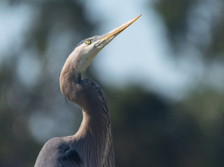 Great Blue Heron