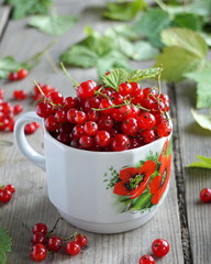 Red currant