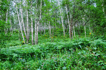 Fototapeta premium Birch Grove, summer