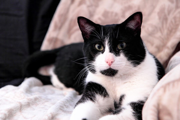 Chat
