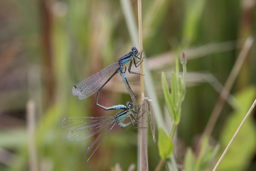 blue-tailed damselfly