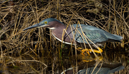 Green Heron