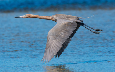 Reddish Egret