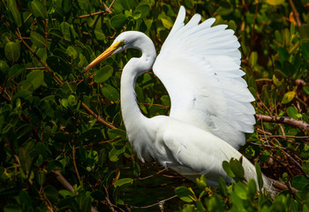 Great White Egret