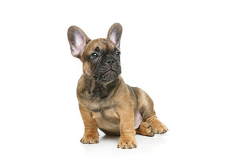 Obraz premium cute french bulldog puppy