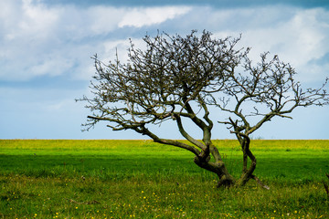 tree in meadow