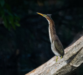 Green Heron