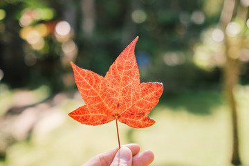 a hand holding an orange maple leaf during autumn while leaves fall and turn colorful. Vintage photo.  One maple leaf in the park. 