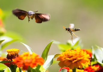 Butterfly in flight gathers nectar from flowers