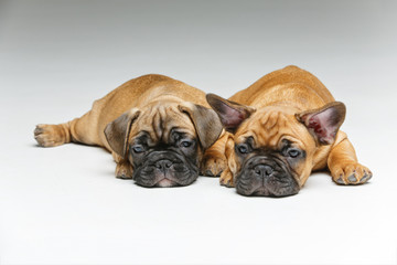 cute french bulldog puppies